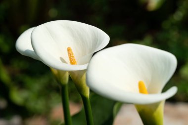 Güzel beyaz zambak doğal bahçede..