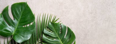 Gri arkaplanda kopyalanmış tropikal palmiye canavarlarının üst görünümü.