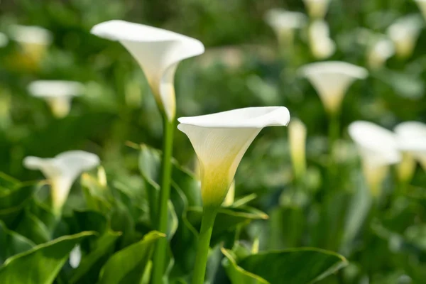 Прекрасная Белая Калла Естественном Саду — стоковое фото