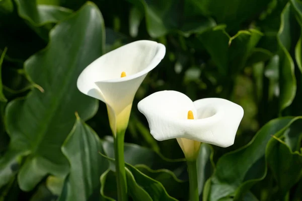 Mooie Mooie Witte Calla Lelie Natuurlijke Tuin — Stockfoto