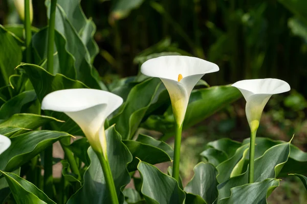 Όμορφη Όμορφη Λευκό Κρίνο Calla Στο Φυσικό Κήπο — Φωτογραφία Αρχείου