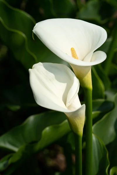 Schöne Weiße Calla Lilie Naturgarten — Stockfoto