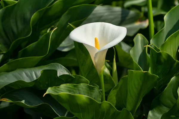 Όμορφη Όμορφη Λευκό Κρίνο Calla Στο Φυσικό Κήπο — Φωτογραφία Αρχείου