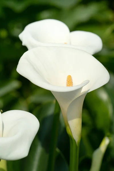 Schöne Weiße Calla Lilie Naturgarten — Stockfoto