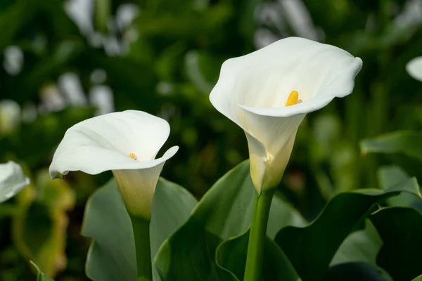 Güzel Beyaz Zambak Doğal Bahçede — Stok fotoğraf