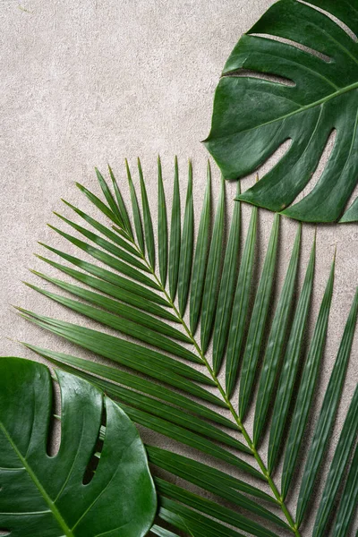 Top View Tropical Palm Monstera Leaves Isolated Gray Background Copy — Stock Photo, Image