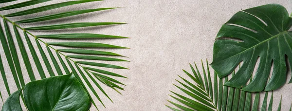 Gri Arkaplanda Kopyalanmış Tropikal Palmiye Canavarlarının Üst Görünümü — Stok fotoğraf