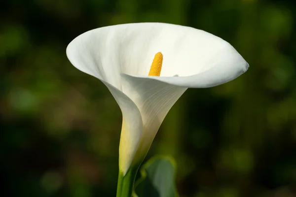 stock image Beautiful lovely white calla lily in the natural garden.