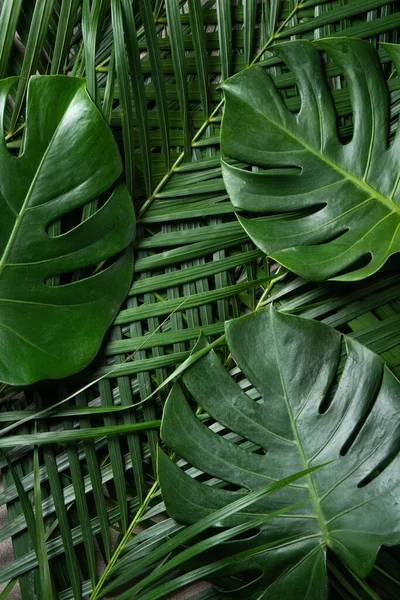 Vista Dall Alto Delle Foglie Tropicali Palma Monstera Isolate Sfondo — Foto Stock