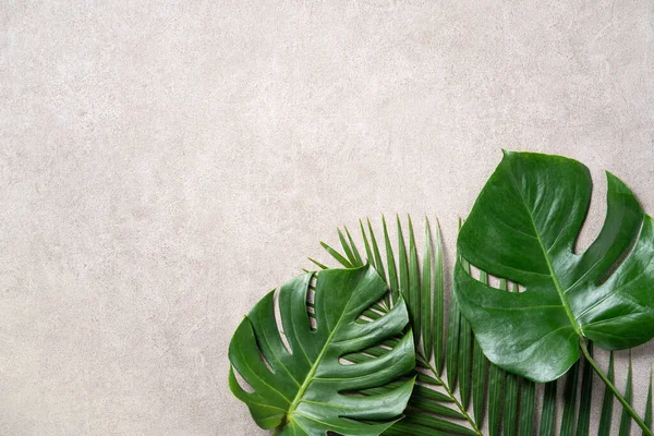 Top View Tropical Palm Monstera Leaves Isolated Gray Background Copy Royalty Free Stock Photos