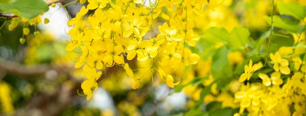 Schöne Cassia Fistel Golddusche Goldene Regenblumen Blühen Auf Dem Baum — Stockfoto