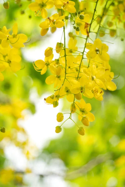 Beautiful Cassia Fistula Golden Shower Golden Rain Flowers Blooming Tree — Stock Photo, Image