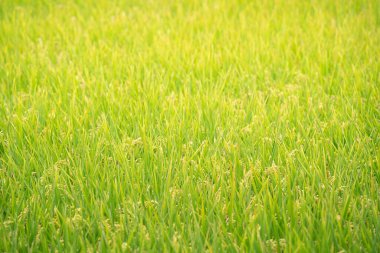 Altın çeltik tarlası Asya 'da gün batımında sallanıyor. Çiğ, kısa tahıllı pirinç sapı, kulak kesiciler, organik tarım tarım konsepti..
