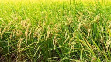 Altın çeltik tarlası Asya 'da gün batımında sallanıyor. Çiğ, kısa tahıllı pirinç sapı, kulak kesiciler, organik tarım tarım konsepti..