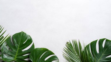 Gri arkaplanda kopyalanmış tropikal palmiye canavarlarının üst görünümü.