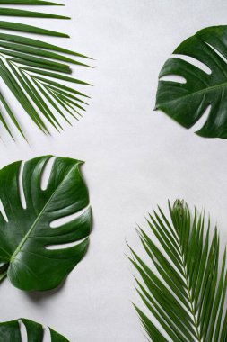Gri arkaplanda kopyalanmış tropikal palmiye canavarlarının üst görünümü.