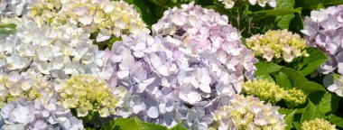 Güneşli bir günde, doğal bir bahçedeki güzel mavi ve mor ortanca çiçeği..