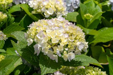 Güneşli bir günde, doğal bir bahçedeki güzel mavi ve mor ortanca çiçeği..