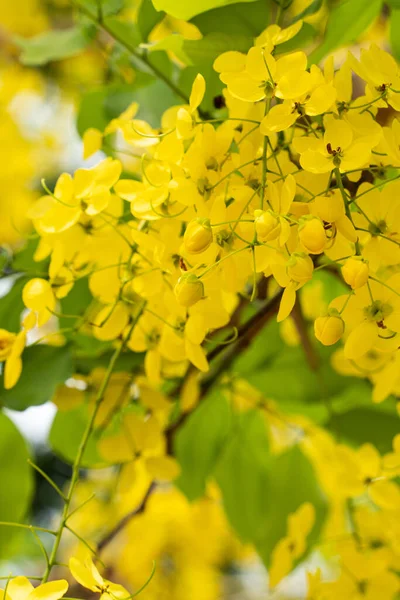 Fístula Cássia Bonita Chuveiro Dourado Flores Chuva Dourada Florescendo Árvore — Fotografia de Stock