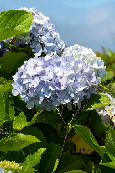 Güneşli Bir Günde Doğal Bir Bahçedeki Güzel Mavi Mor Ortanca — Stok fotoğraf