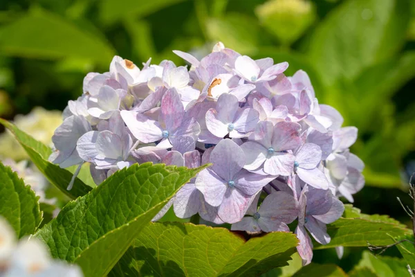 Piękny Pastelowy Niebieski Fioletowy Hortensja Kwiat Roślin Naturalnym Ogrodzie Słoneczny — Zdjęcie stockowe