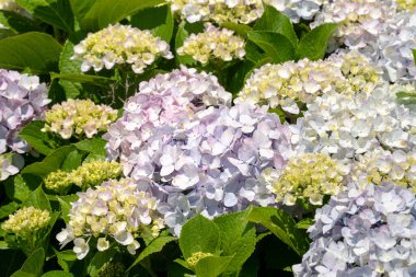 Güneşli bir günde, doğal bir bahçedeki güzel mavi ve mor ortanca çiçeği..