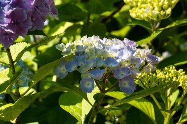 Güneşli bir günde, doğal bir bahçedeki güzel mavi ve mor ortanca çiçeği..