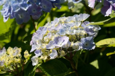 Güneşli bir günde, doğal bir bahçedeki güzel mavi ve mor ortanca çiçeği..