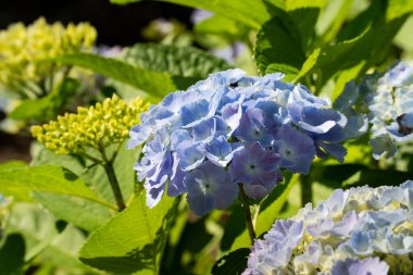 Güneşli bir günde, doğal bir bahçedeki güzel mavi ve mor ortanca çiçeği..