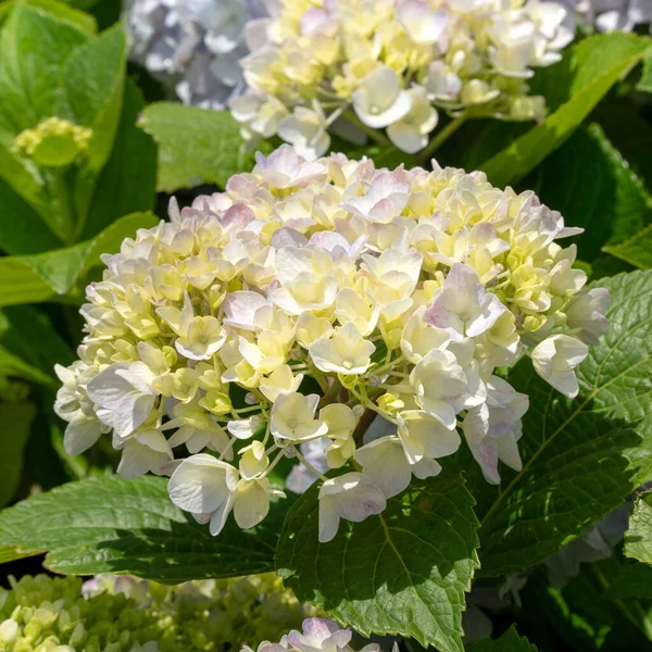 Güneşli bir günde, doğal bir bahçedeki güzel mavi ve mor ortanca çiçeği..