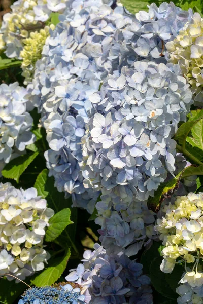 Hermosa Planta Flores Hortensia Azul Pastel Púrpura Jardín Natural Día —  Fotos de Stock