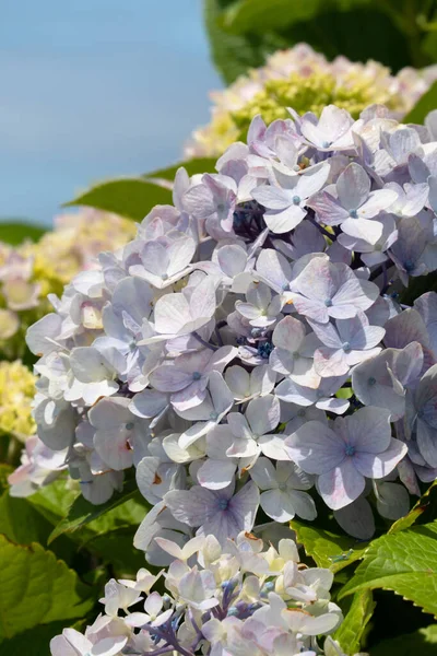 Vacker Pastellblå Och Lila Hortensia Blomma Växt Naturlig Trädgård Solig — Stockfoto