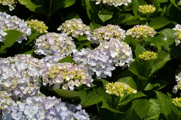 Vacker Pastellblå Och Lila Hortensia Blomma Växt Naturlig Trädgård Solig — Stockfoto