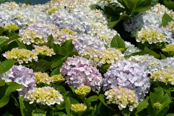 Schöne Pastellblaue Und Lila Hortensienblütenpflanze Einem Natürlichen Garten Sonnigen Tagen — Stockfoto