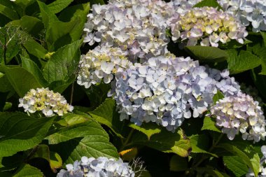 Güneşli bir günde, doğal bir bahçedeki güzel mavi ve mor ortanca çiçeği..