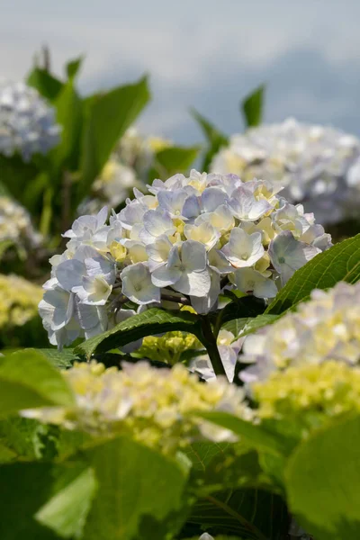 Piękny Pastelowy Niebieski Fioletowy Hortensja Kwiat Roślin Naturalnym Ogrodzie Słoneczny — Zdjęcie stockowe