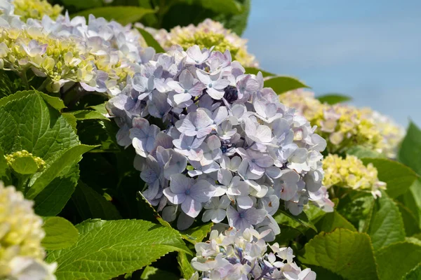 Beautiful Pastel Blue Purple Hydrangea Flower Plant Natural Garden Sunny — Stock Photo, Image