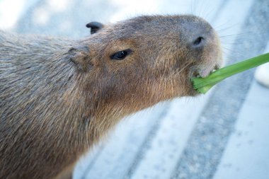 Tayvan 'da yürüyen ve yemek yiyen şirin Capybara (en büyük fare).