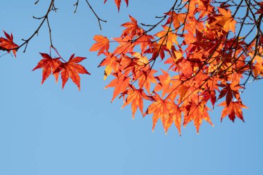 Japonya 'da sonbahar güneşli bir günde ağaçta güzel akçaağaç yaprakları..