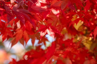 Japonya 'da sonbahar güneşli bir günde ağaçta güzel akçaağaç yaprakları..