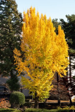 Güzel sarı ginkgo, gingko biloba ağacı güz mevsiminde güneşli bir günde ve mavi gökyüzünde.