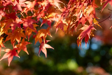 Japonya 'da sonbahar güneşli bir günde ağaçta güzel akçaağaç yaprakları..