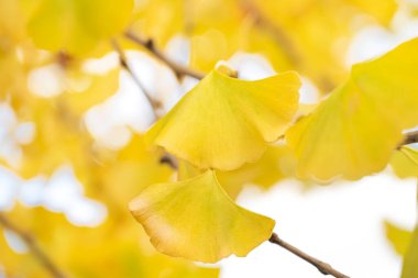 Güzel sarı ginkgo, gingko biloba ağacı güz mevsiminde güneşli bir günde ve mavi gökyüzünde.