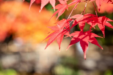 Japonya 'da sonbahar güneşli bir günde ağaçta güzel akçaağaç yaprakları..