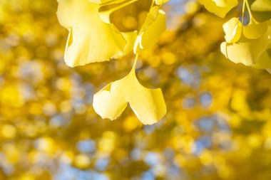 Güzel sarı ginkgo, gingko biloba ağacı güz mevsiminde güneşli bir günde ve mavi gökyüzünde.