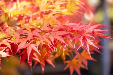 Japonya 'da sonbahar güneşli bir günde ağaçta güzel akçaağaç yaprakları..