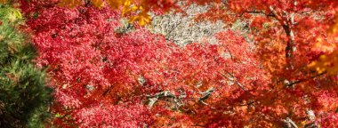 Japonya 'da sonbahar güneşli bir günde ağaçta güzel akçaağaç yaprakları..