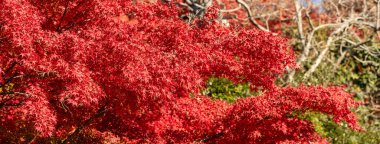 Japonya 'da sonbahar güneşli bir günde ağaçta güzel akçaağaç yaprakları..