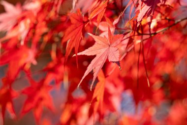 Japonya 'da sonbahar güneşli bir günde ağaçta güzel akçaağaç yaprakları..