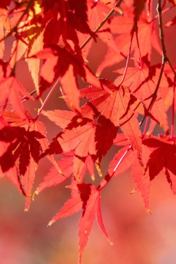 Japonya 'da sonbahar güneşli bir günde ağaçta güzel akçaağaç yaprakları..